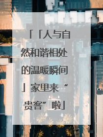 「人与自然和谐相处的温暖瞬间」家里来“贵客”啦