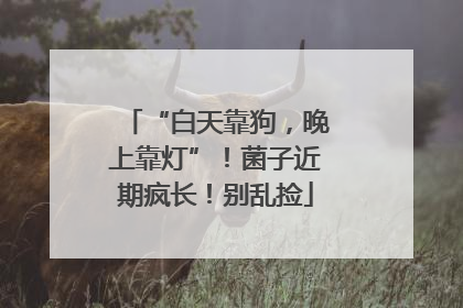 “白天靠狗，晚上靠灯”！菌子近期疯长！别乱捡