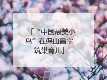 “中国最美小鸟”在保山昌宁筑巢育儿