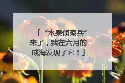 “水果侦察兵”来了，我在六月的威海发现了它！