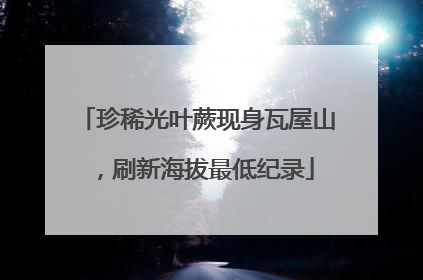 珍稀光叶蕨现身瓦屋山，刷新海拔最低纪录