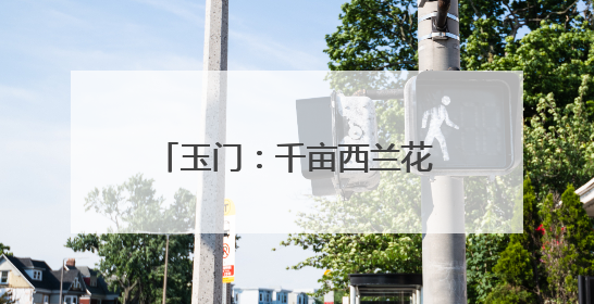 玉门：千亩西兰花开出“致富花”
