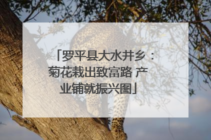 罗平县大水井乡：菊花栽出致富路 产业铺就振兴图