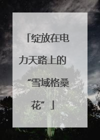绽放在电力天路上的“雪域格桑花”