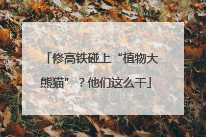 修高铁碰上“植物大熊猫”？他们这么干