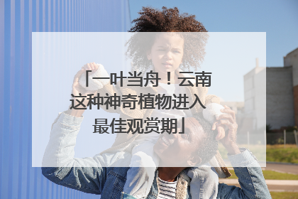 一叶当舟！云南这种神奇植物进入最佳观赏期