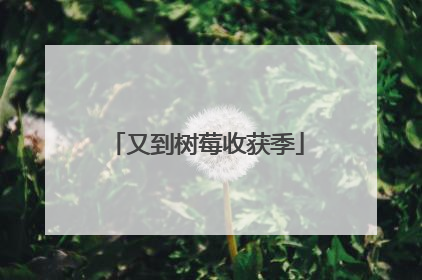 又到树莓收获季