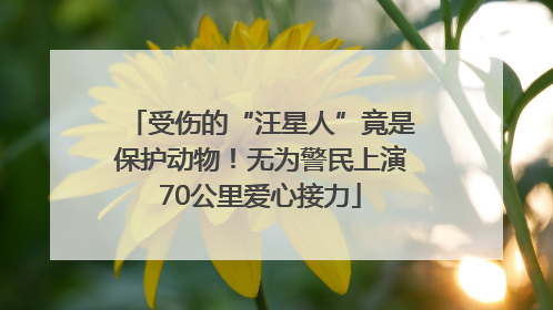 受伤的“汪星人”竟是保护动物！无为警民上演70公里爱心接力