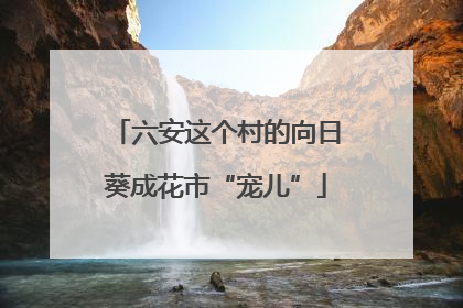 六安这个村的向日葵成花市“宠儿”