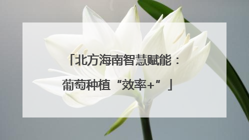 北方海南智慧赋能：葡萄种植“效率+”