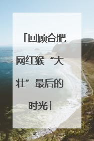 回顾合肥网红猴“大壮”最后的时光