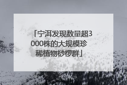 宁洱发现数量超3000株的大规模珍稀植物桫椤群
