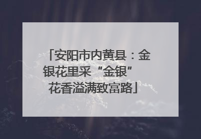 安阳市内黄县：金银花里采“金银” 花香溢满致富路