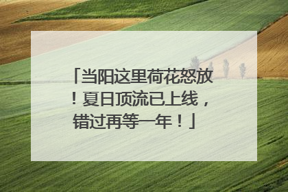 当阳这里荷花怒放！夏日顶流已上线，错过再等一年！