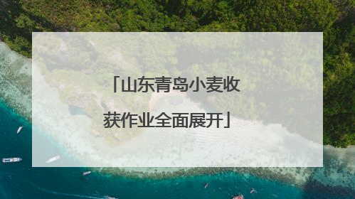山东青岛小麦收获作业全面展开