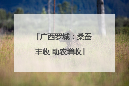 广西罗城：桑蚕丰收 助农增收