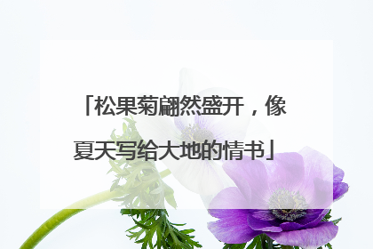 松果菊翩然盛开，像夏天写给大地的情书
