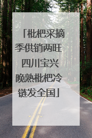 枇杷采摘季供销两旺 四川宝兴晚熟枇杷冷链发全国