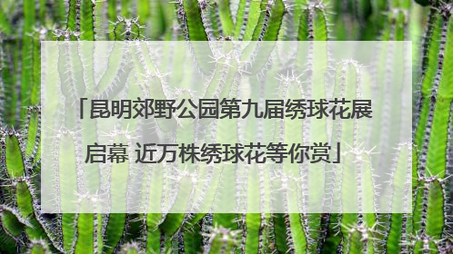 昆明郊野公园第九届绣球花展启幕 近万株绣球花等你赏