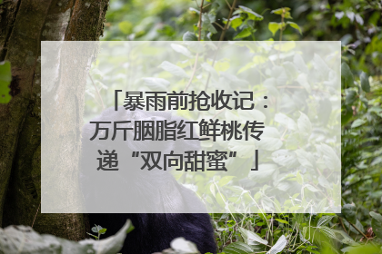 暴雨前抢收记：万斤胭脂红鲜桃传递“双向甜蜜”