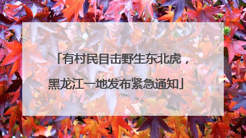 有村民目击野生东北虎，黑龙江一地发布紧急通知
