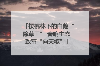 樱桃林下的白鹅“除草工” 奏响生态致富“向天歌”