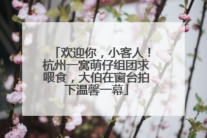 欢迎你，小客人！杭州一窝萌仔组团求喂食，大伯在窗台拍下温馨一幕