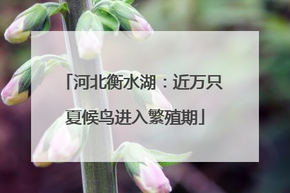 河北衡水湖：近万只夏候鸟进入繁殖期