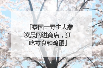 泰国一野生大象凌晨闯进商店，狂吃零食和鸡蛋