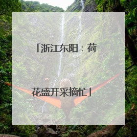 浙江东阳：荷花盛开采摘忙
