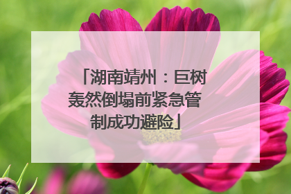 湖南靖州：巨树轰然倒塌前紧急管制成功避险
