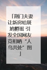 荆门夫妻让新房给斑鸠孵蛋 引发全国网友竞相晒“人鸟共处”图