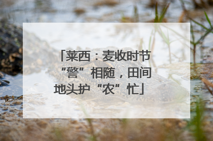 莱西：麦收时节“警”相随，田间地头护“农”忙