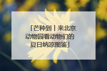 芒种到丨来北京动物园看动物们的夏日纳凉图鉴