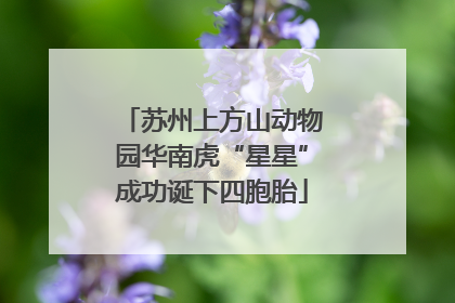 苏州上方山动物园华南虎“星星”成功诞下四胞胎