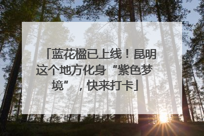 蓝花楹已上线！昆明这个地方化身“紫色梦境”，快来打卡