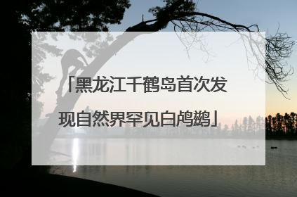 黑龙江千鹤岛首次发现自然界罕见白鸬鹚
