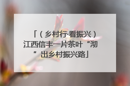（乡村行·看振兴）江西信丰一片茶叶“沏”出乡村振兴路