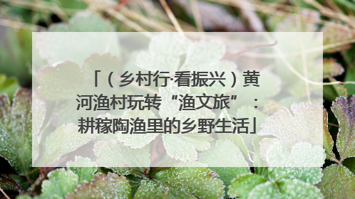 （乡村行·看振兴）黄河渔村玩转“渔文旅”：耕稼陶渔里的乡野生活