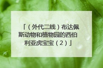 （外代二线）布达佩斯动物和植物园的西伯利亚虎宝宝（2）