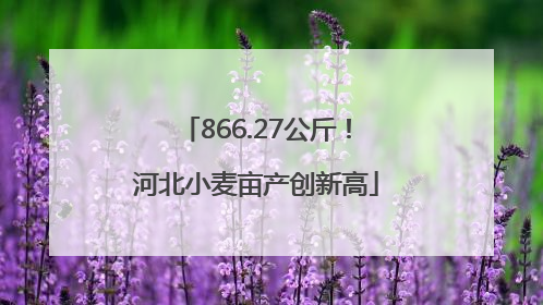 866.27公斤！河北小麦亩产创新高